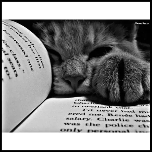 chat, le chat est un livre, chat endormi, livres sur les chats, le chat lit un livre
