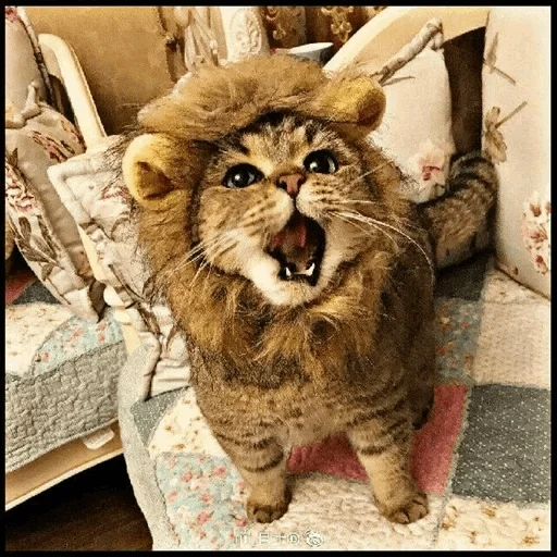 кот лев, кошка лев, котик лев, лев смешной, котик костюме льва