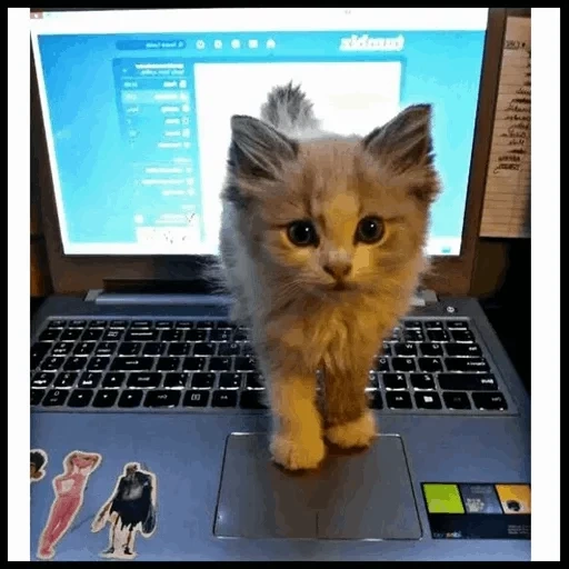 котики, животные, животные милые, смешные животные, котенок компьютер
