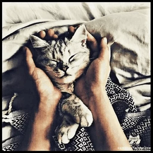 chat, chat aux mains, mains de chaton, animal de chat, angelina skoptsova