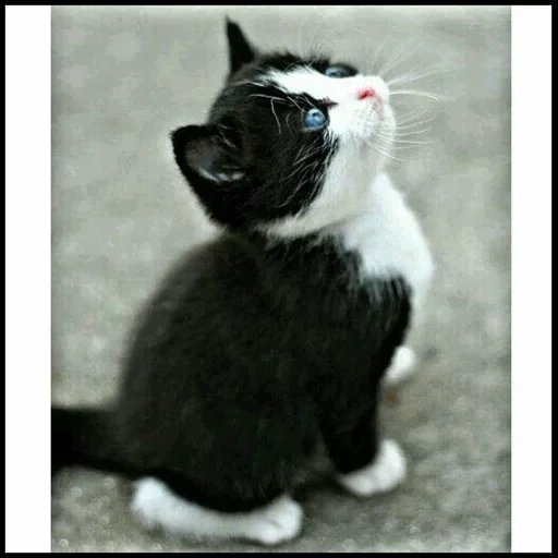 кошка, черный кот, кошка черная, кошка черно белая, котенок черно белый