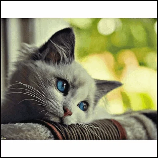 gato, gato triste, um gato entediado, um gatinho triste, um gato triste e triste