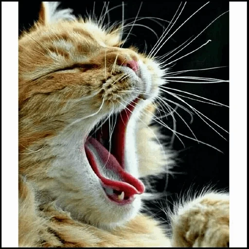 cat, cat, cats, cat's muzzle, yawning cat