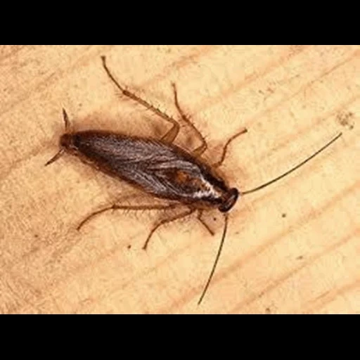 scarafaggio, maschio tarakanov, scarafaggio fatto in casa, caccolazioni casa, appartamento scarafaggi