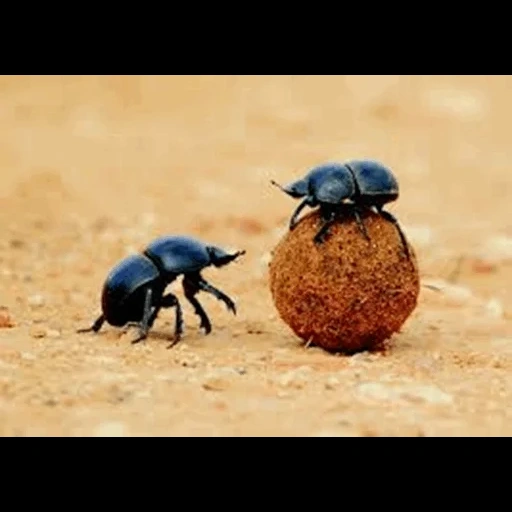 kumbang, kumbang kotoran, kumbang scarab, kumbang kotoran, kumbang membawa kotoran ke scarab