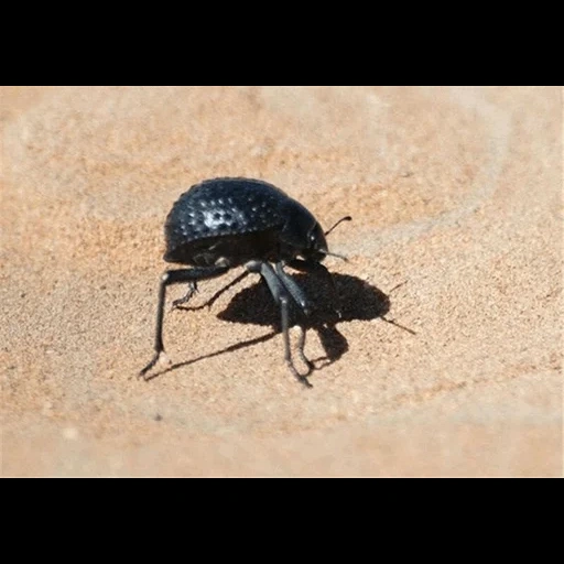 scarabée, coléoptère noire, sténocara beetle, chernotelka beetle, beetle chernotelka namib