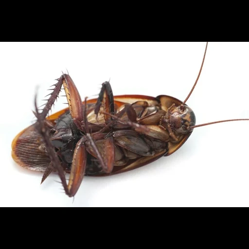 таракан, cockroach, большие тараканы, кукарача тенерифе, таракан коричневый