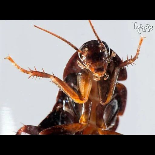 scarafaggio, cimici dei letti scarafaggi, tarakan arkady, lo scarafaggio è grande, grandi scarafaggi