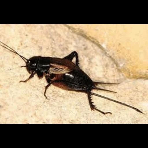 kakerlake, insekt, rote kakerlake, schwarzer käfer, das cricket wird gepackt