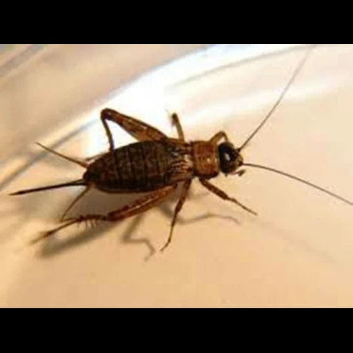 grillo, insecto, cricket de la casa, cricket casero, el insecto de cricket