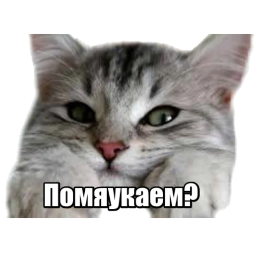 cat, cat, cat, cat meme, cat baldezh