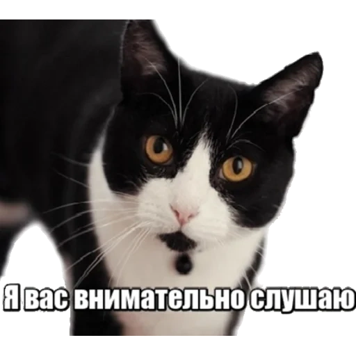 cat, animals, a surprised cat, black white cat, black white cat