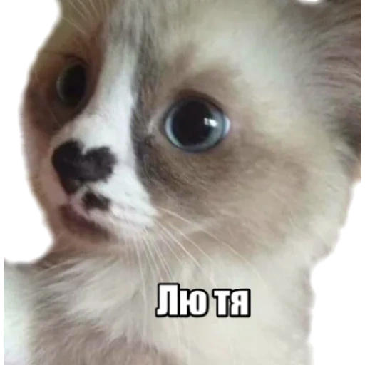 cat, mem cat, a kitten meme, cat marla mem, funny animals