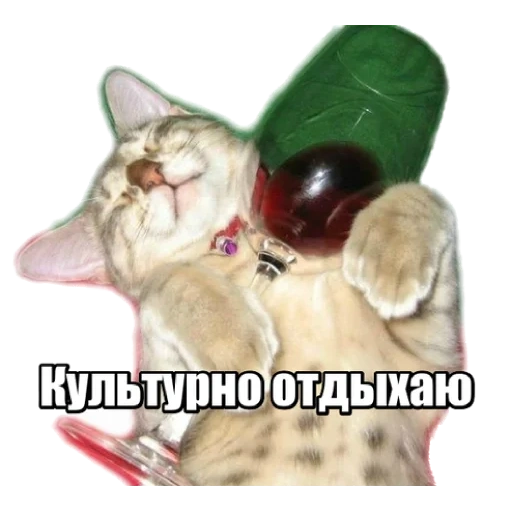 кот, коты, кошка, пьяная кошка, смешные кошки