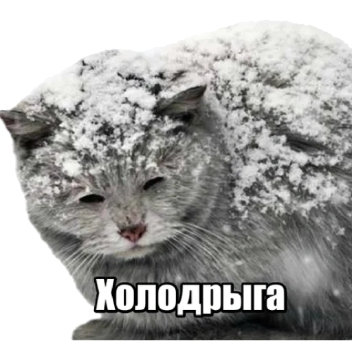 cat, the cat is snow, winter cat, a frozen cat