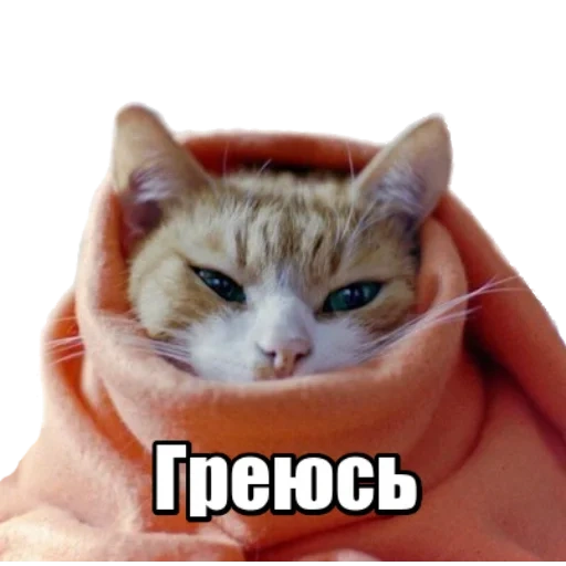 кот, кошка, кот туть, кот замерз, котик замерз