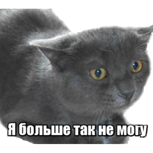 кот, кошка, кошечка, серый кот, порода британская