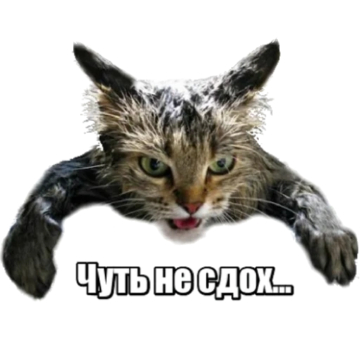 кошка, мокрый кот, помытый кот, забавные животные, открытка мокрый кот