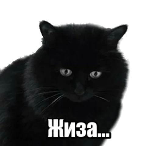 die katze, die tiere, the black cat, the black cat, the black cat