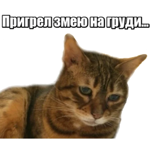 кот, котик, кошка, кошка животное, полосатая кошка морда