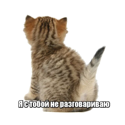 cat, кот, полосатая кошка, кот сидит спиной