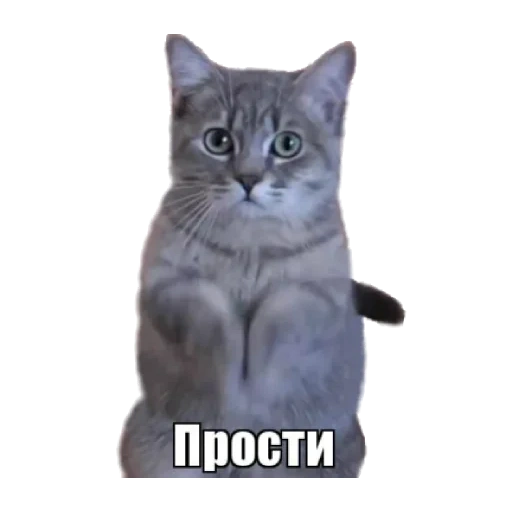 un gatto come asking, un gatto supplichevole, chiedo un meme a un gatto, un gatto supplichevole, il meme del gatto supplichevole