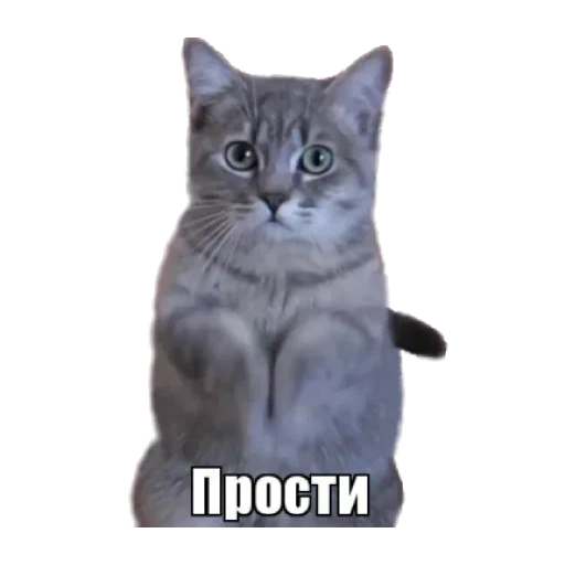 просящий кот, умоляющий кот, умоляю мем кот, умоляющий котик, умоляющий кот мем