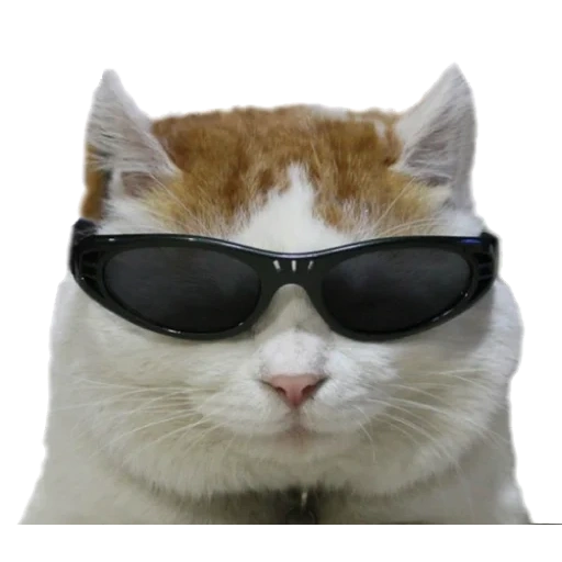 котик, cat with glasses