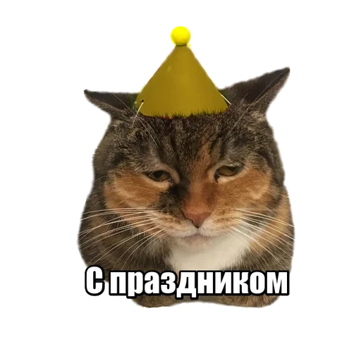 gato vzhukh, gata, mem cat ljukh, meme de búho de mago gato
