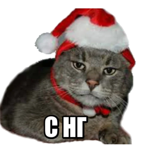 кот санта, котик санта, кот новогодней шапке, кот помощник новый год, кошка новогоднем колпаке