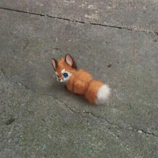 fox, the fox is cute, fox animal, kitty, a ridiculous animal
