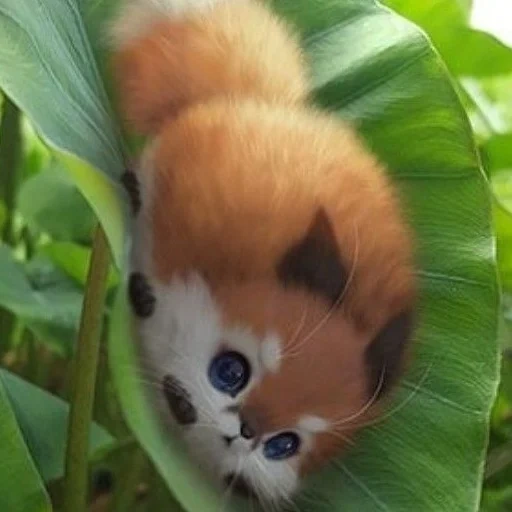 les animaux sont mignons, ye chong fox, wee yee chong fox, animaux exotiques, petits animaux mignons