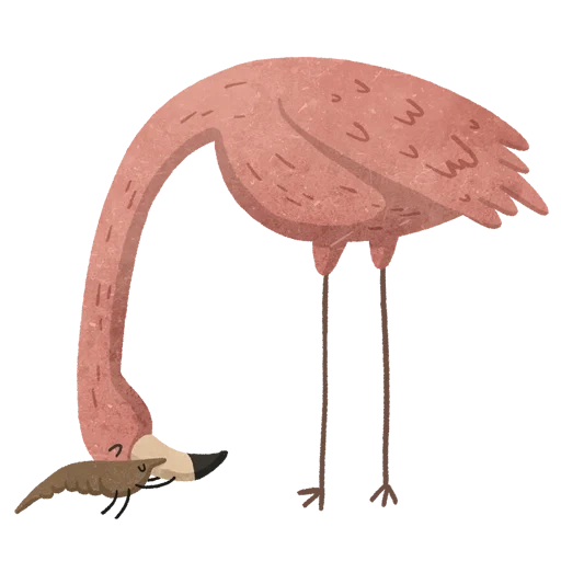 flamenco, pájaro de flamenco, flamingo adodo, flamenco rosa, pájaro de flamenco rosa