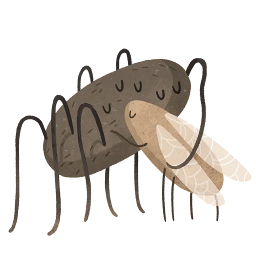 mosquito, cockroach, insect, insect, cute cockroach