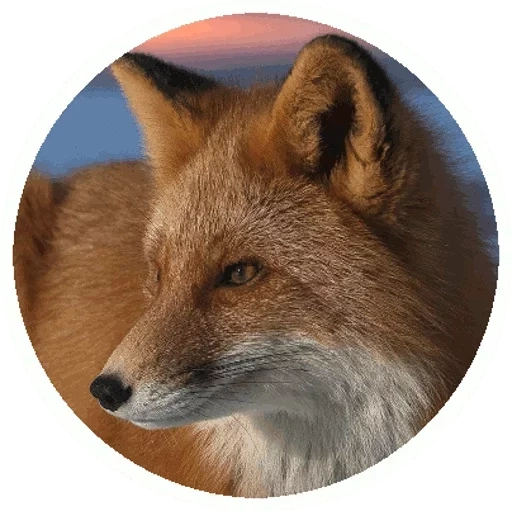 fox, renard renard, renard roux, fox wild, renard commun