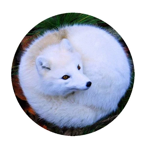 fox, fox fox, flying is complete, fox polar fox, polar fox mink