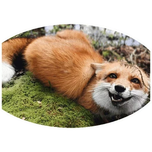 rubah, rubah, fox fox, rubah itu licik, juniper fox