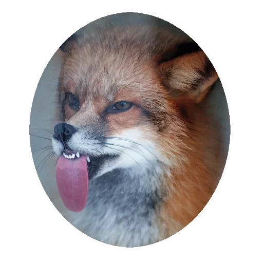 fox, fox is funny