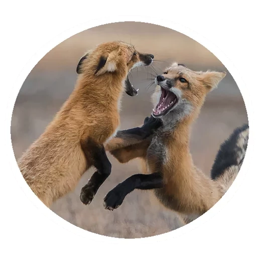 volpe, due volpi, fox fox