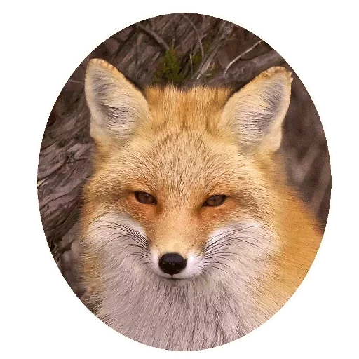 rubah, fox fox, rubah merah, fox bundar