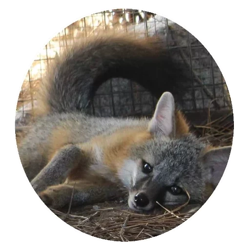 fox, fox, gray fox, gray fox, gray fox