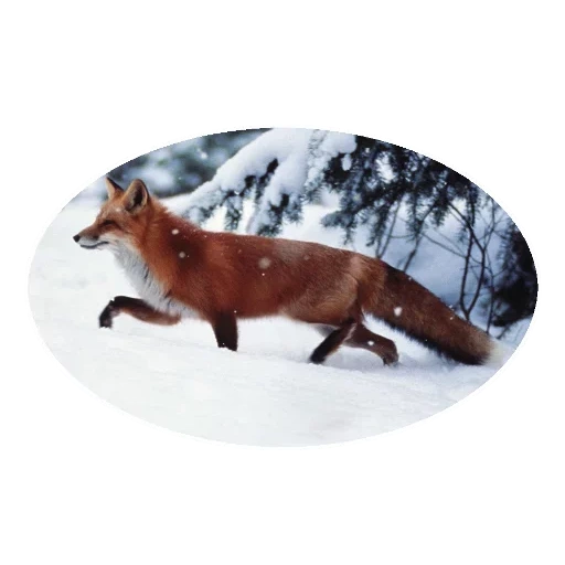 fox, renard d'hiver, animal animal, animaux sauvages, bête à la forêt d'hiver