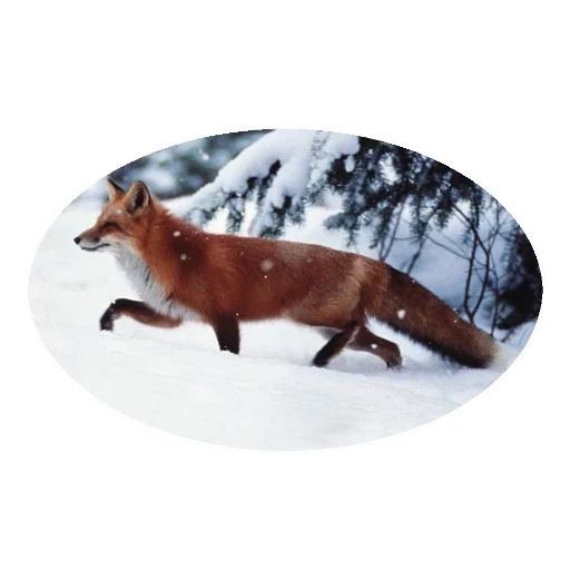 fuchs, der fuchs ist winter, tiertiere, wilde tiere, tiere winterwald