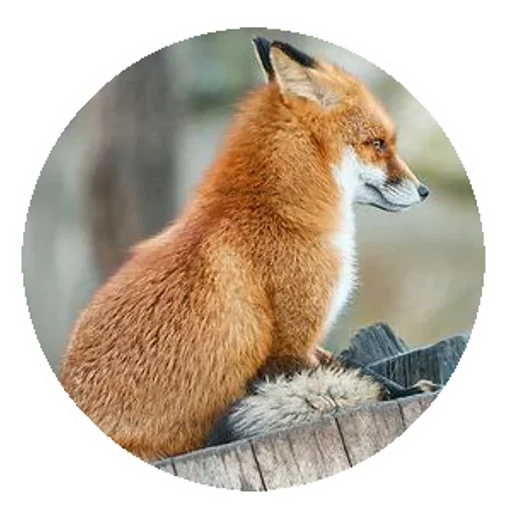 raposa, raposa, fox fox, raposa vermelha, perfil da fox