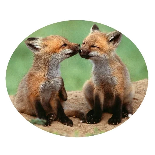 fox, foxes, two foxes, fox fox, the fox told lisenka