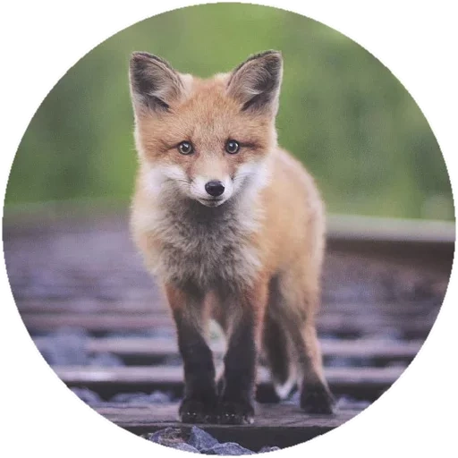 fox, fox fox, fox fox, red fox