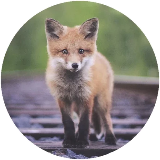 fox, renard renard, renard renard, renard roux