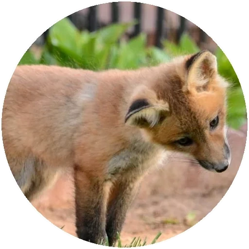 fox, fox fox, fox animal, little fox