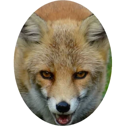 raposa, fox mord, o rosto da raposa, raposa redonda, focinho fox