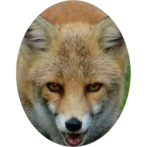 fox, face de renard, face de renard, renard rond, face de renard